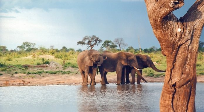 Maasai Mara: The Great Migration Spectacle on East African Savanna