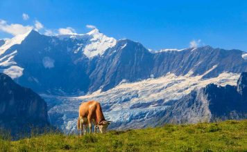 Bavarian Alps: From Neuschwanstein Castle to Königssee’s Natural Wonders
