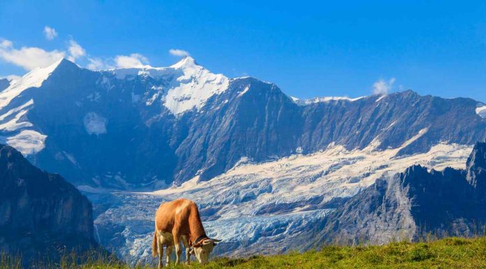 Bavarian Alps: From Neuschwanstein Castle to Königssee’s Natural Wonders