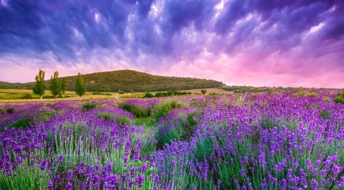 Provence Bliss: Lavender Dreams & Enchanting Hilltop Villages