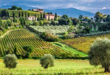 Bordeaux Uncorked: Journey Through Legendary Wine Châteaux